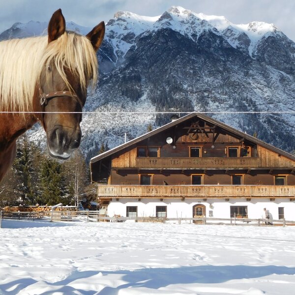 Ein Pferd auf dem verschneiten Feld vor dem Bauernhof, mit schneebedeckten Bergen im Hintergrund.