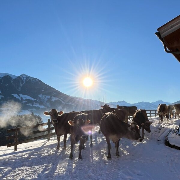 Kühe und Kälber auf dem verschneiten Bauernhof mit Bergen im Hintergrund und strahlender Sonne.