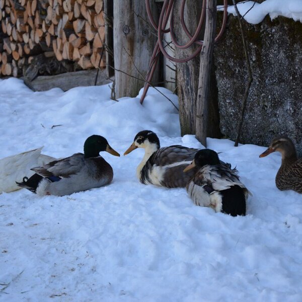 Ducks sitting in the snow on the grounds of the Farm House.