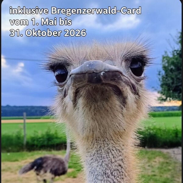 Our ostrich Heidi has been even more to offer.