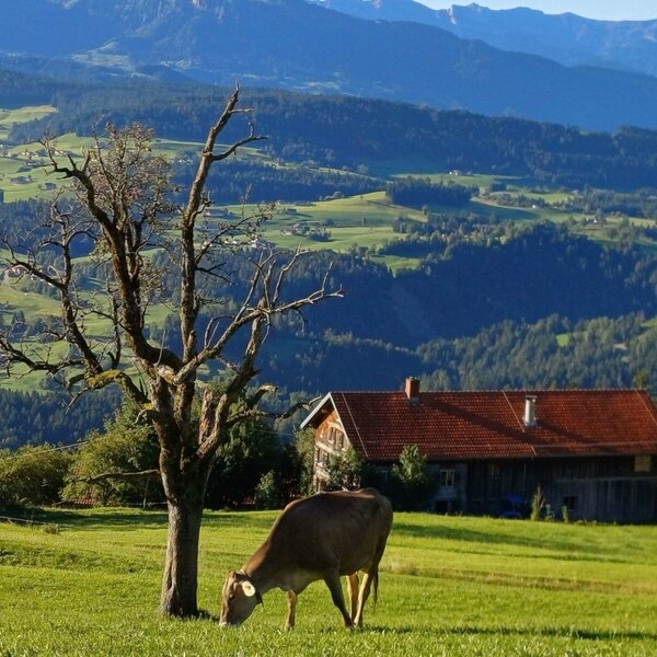 Heimat Bregenzerwald * Berge * Täler * Wälder * Wiesen * Kühe
