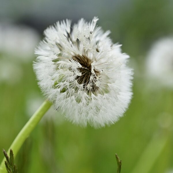 Pusteblume am Hof im Feld